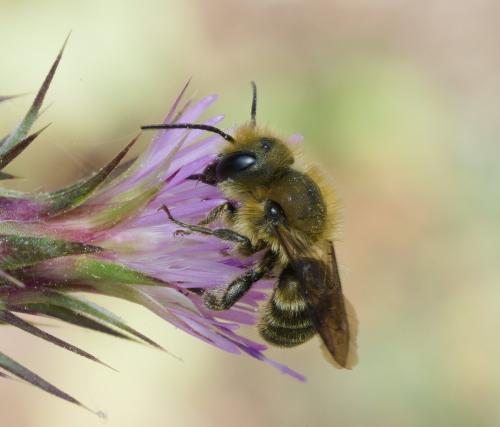 Réf. 320 562 : Osmia sp.