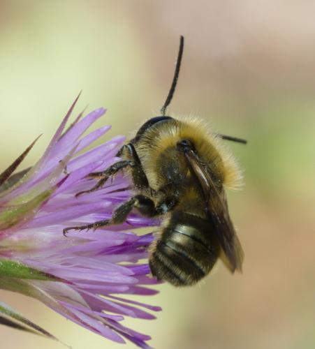 Osmia sp.