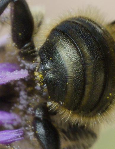 Osmia sp.