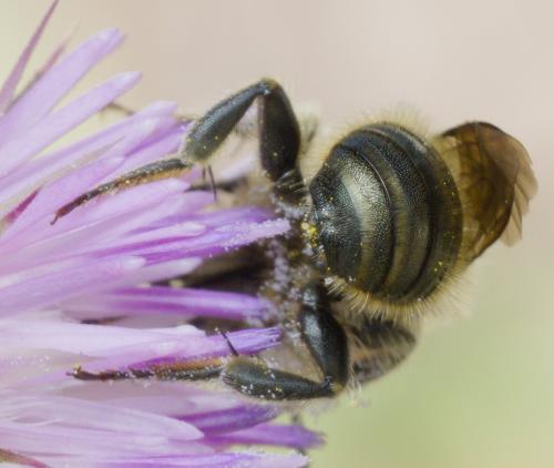 Osmia sp.