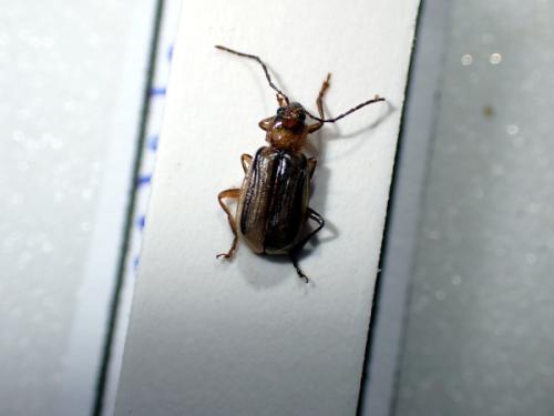Diabrotica virgifera