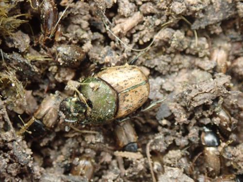 Réf. 320 922 : Onthophagus vacca