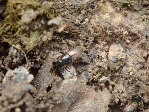 Réf. 320 920 : Melinopterus sp.
