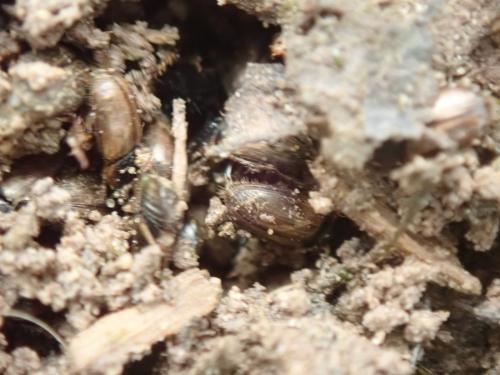 Réf. 320 921 : Melinopterus sp.