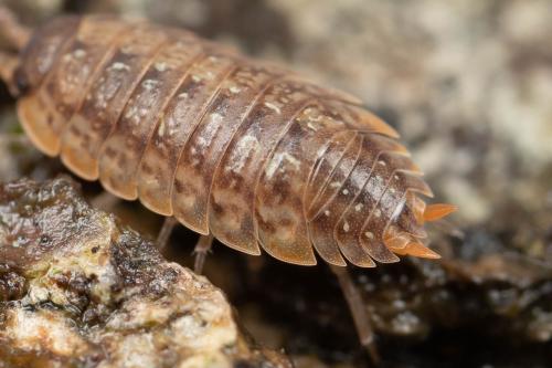 Porcellio monticola