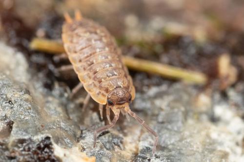 Porcellio monticola