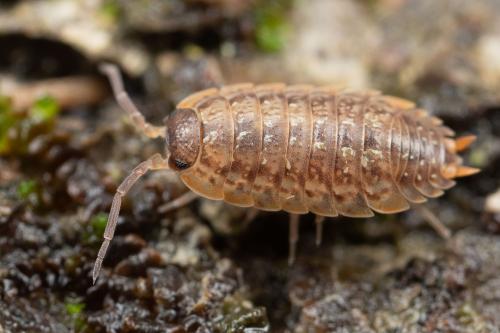 Réf. 320 012 : Porcellio monticola