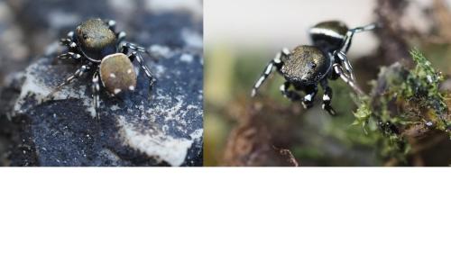 Heliophanus kochii