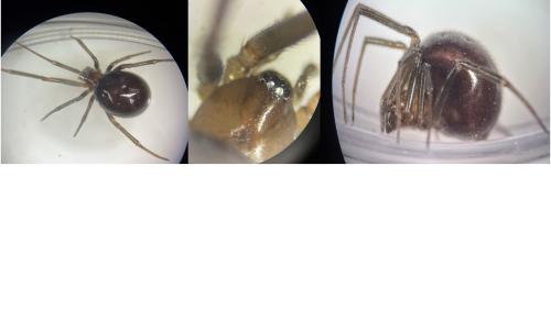 Steatoda grossa