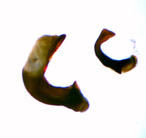 Réf. 320 122 : Pterostichus sp.