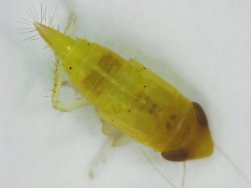 Réf. 320 994 : Synophropsis lauri