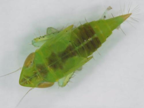 Réf. 320 995 : Synophropsis lauri