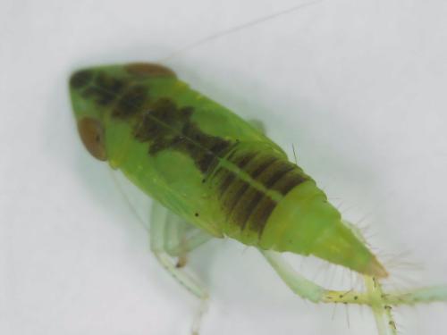 Réf. 320 996 : Synophropsis lauri