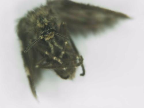 Pneumia sp.