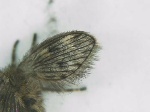 Pneumia sp.