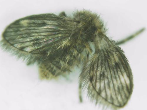 Pneumia sp.