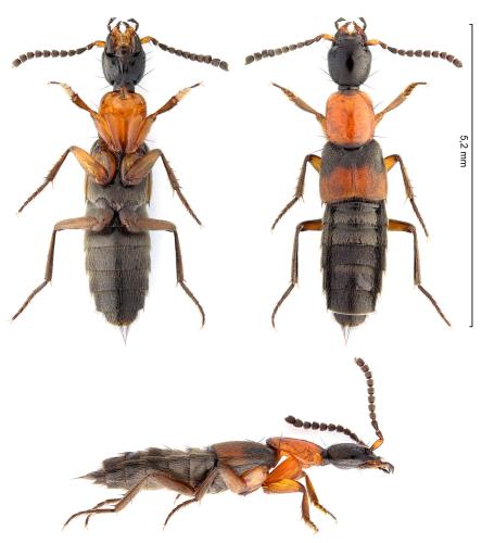 Rabigus tenuis