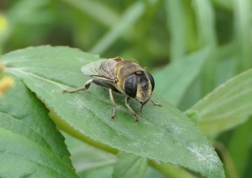 Phytomia sp.