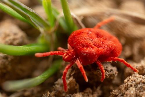 Réf. 320 093 : Trombidium sp.