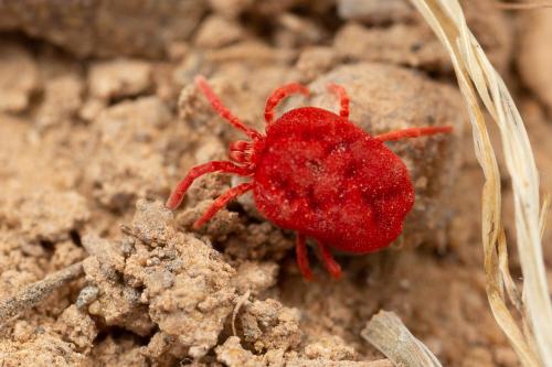 Trombidium sp.