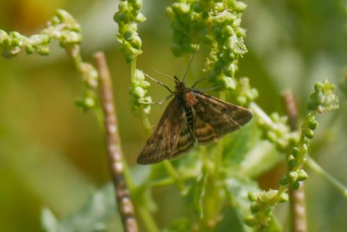 Pyrausta despicata