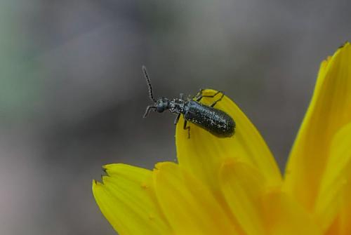 Réf. 320 556 : Dasytinae inconnu
