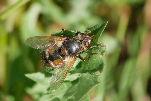 Réf. 320 555 : Tachina fera