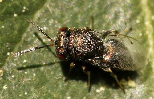 Réf. 320 524 : Dinarmus sp.