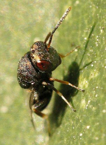 Dinarmus sp.