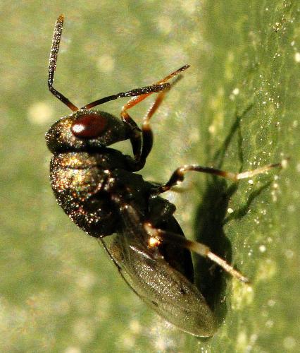 Dinarmus sp.