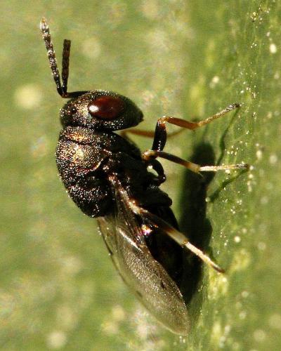 Dinarmus sp.