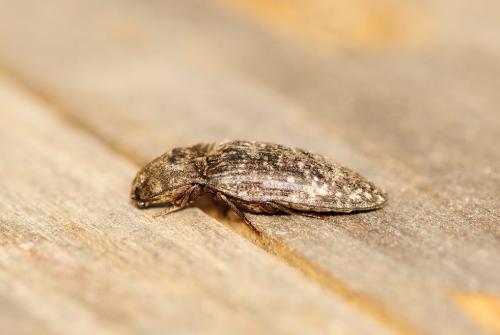 Agrypnus murinus
