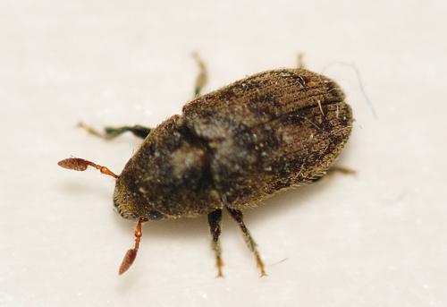 Réf. 320 986 : Hylesinus varius