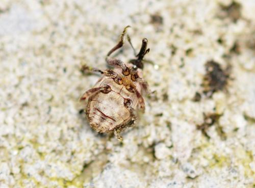 Glocianus sp.