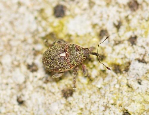 Glocianus sp.