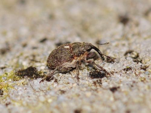 Glocianus sp.