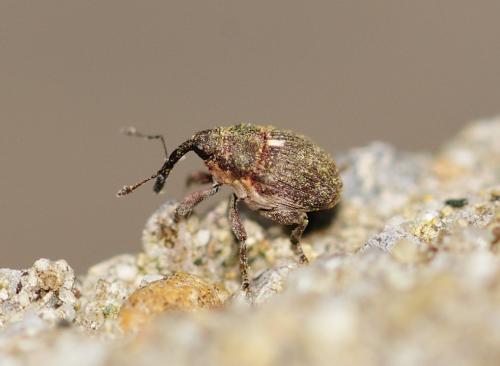 Réf. 320 299 : Glocianus sp.