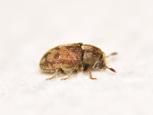 Réf. 320 663 : Hylesinus varius