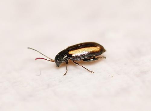 Phyllotreta sp.