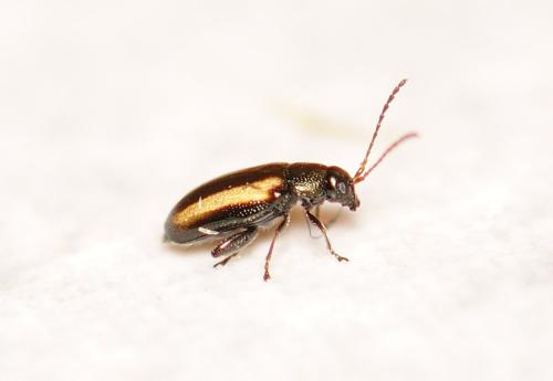 Phyllotreta sp.