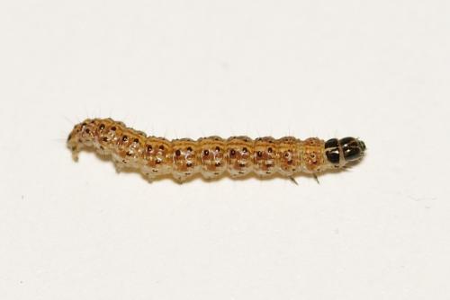 Bryotropha sp.