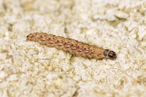 Bryotropha sp.