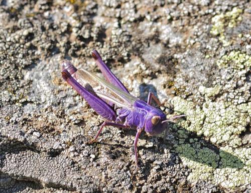 Réf. 320 946 : Stenobothrus lineatus lineatus