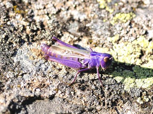 Réf. 320 947 : Stenobothrus lineatus lineatus
