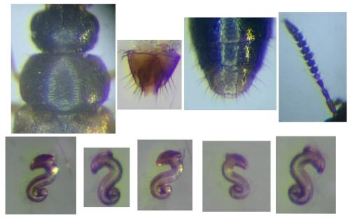 Réf. 320 993 : Atheta mucronata