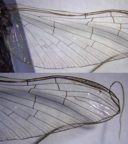 Réf. 320 328 : Baetinae inconnu