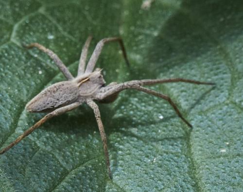 Réf. 320 646 : Pisaura mirabilis