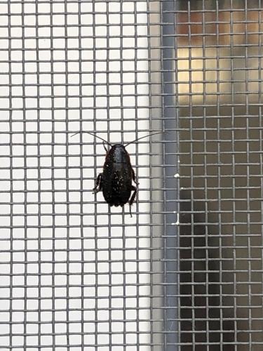 Loboptera sp.