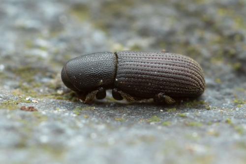 Hylastes sp.