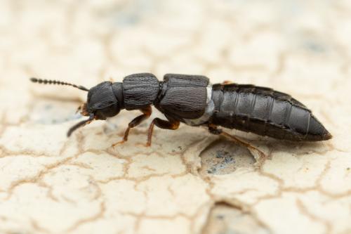 Réf. 320 317 : Anotylus sp.